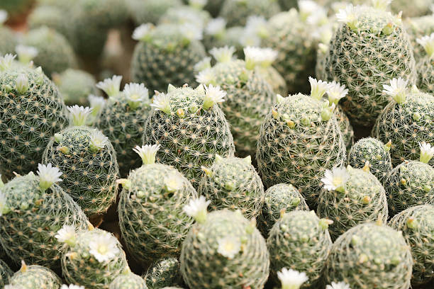 mammillaria cacti stock photo