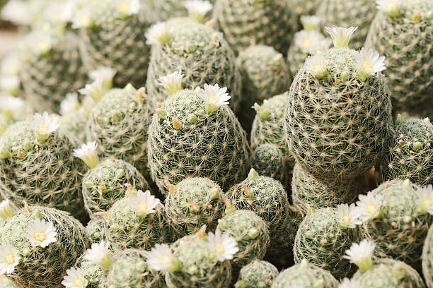 mammillaria cacti stock photo