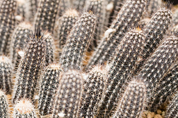 pencil cacti stock photo