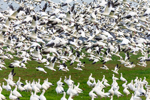 A large group of tern-like bird  flying a long the coastline with a colorful background.
