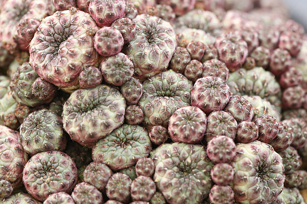 sulcorebutia cacti stock photo