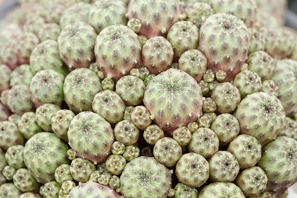 sulcorebutia cacti stock photo