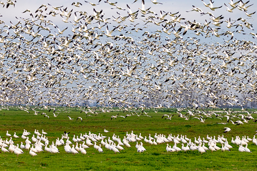 Flock of snow goose flying. 600mm lens. Canon 1Dx.