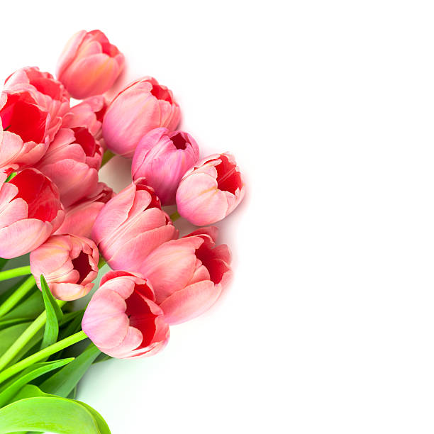 istock Beautiful Pink Tulips with love, isolated 518346916