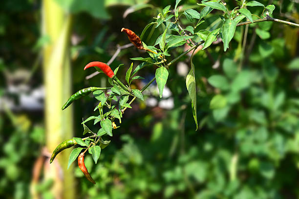 istock ripe red and green hot chilli peppers on a tree 518347060