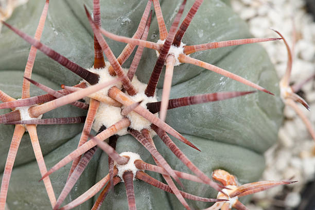 thelocactus cacti stock photo