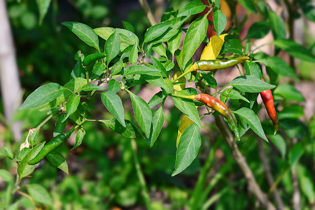 istock ripe red and green hot chilli peppers on tree 518347114