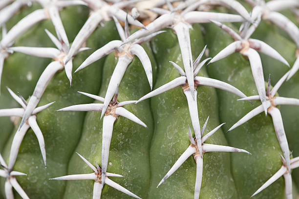 white spine cacti stock photo