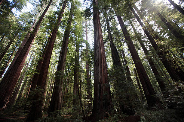 istock Northern California Redwood Forest 518347496