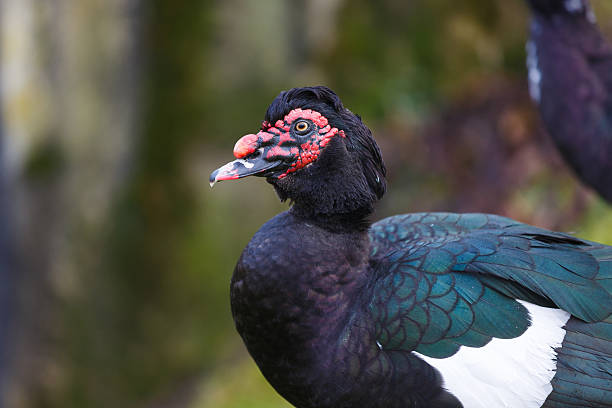 istock The muscovy duck 518347658