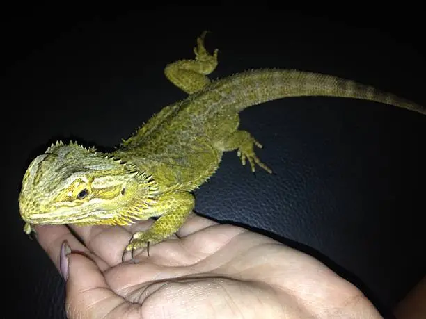 Female holding in hand bearded-dragon lizard
