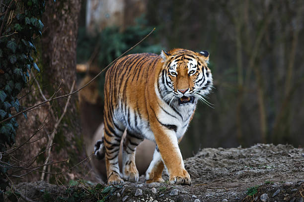 istock The siberian tiger 518348000