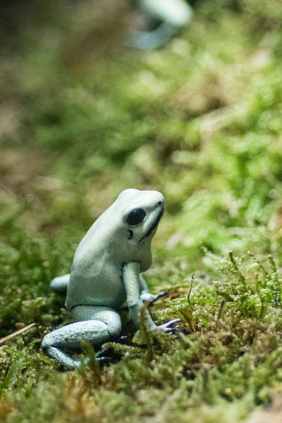 istock Two green frog Phyllobates terribilis 518350462