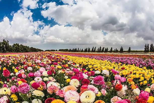 The colors of spring. Huge field of blossoming garden buttercups. Israeli kibbutz on the border with the Gaza Strip