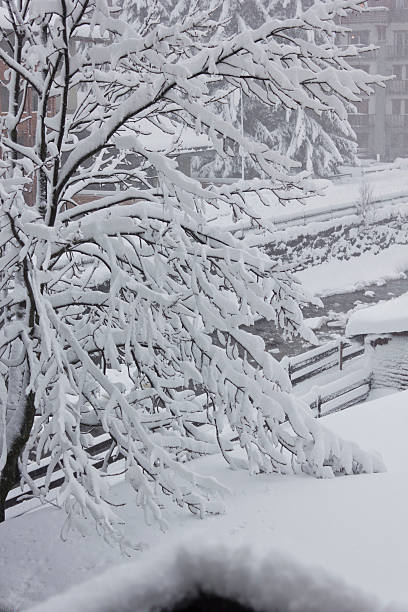 rami d'albero coperti di neve - madesimo immagine foto e immagini stock