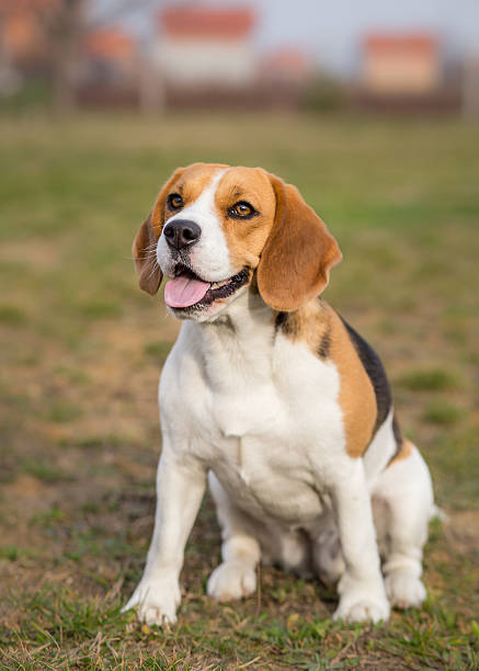 istock Beagle dog outdoor portrait 518352219