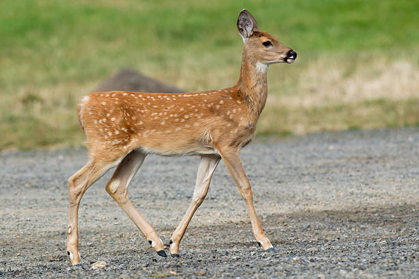 istock Young fawn in park. 518352669
