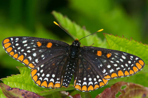 Baltimore Checkerspot butterfly on a plant.