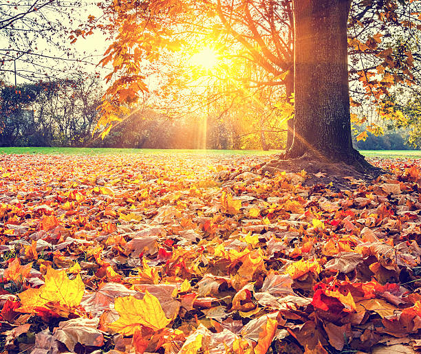 istock Sunny autumn foliage 518353517