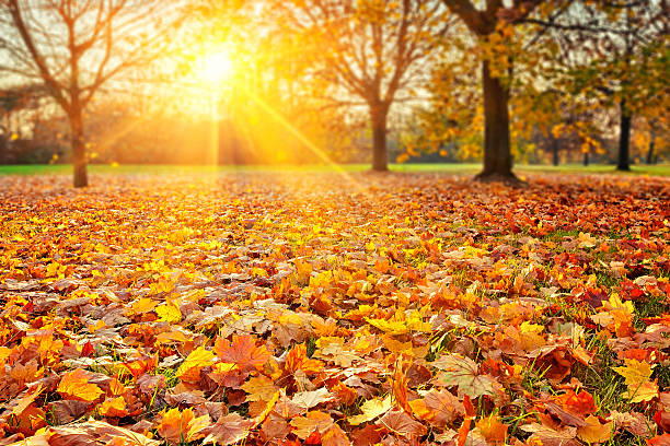istock Sunny autumn foliage 518353519