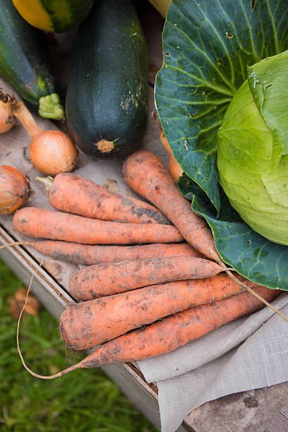 produtos hortícolas - suppengrün imagens e fotografias de stock