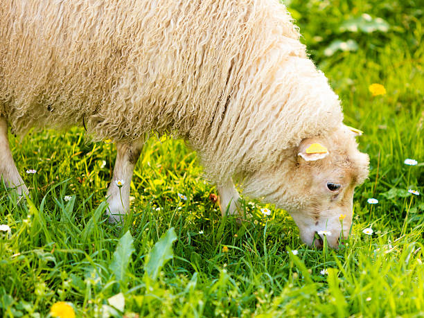 istock Sheep on beautiful mountain meadow in Norway 518353885