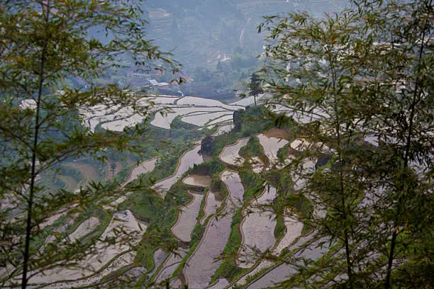 Beautiful water rice terraces in Lishui, Zhejiang province, China