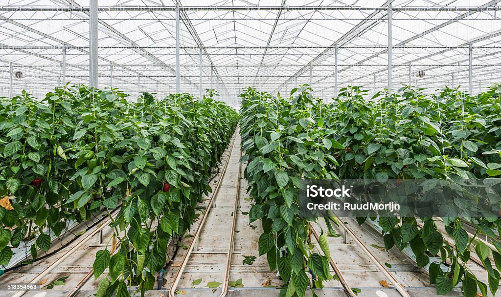Hydroponic paprika cultivation Hydroponic cultivation of Red Peppers or Capsicum annuum in a Dutch greenhouse Agriculture Stock Photo
