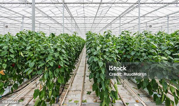 Hydroponic Paprika Cultivation Stock Photo - Download Image Now - Agriculture, Business Finance and Industry, Close-up