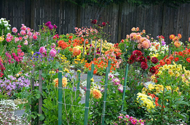Colorful assorted dahlia flower garden in summer