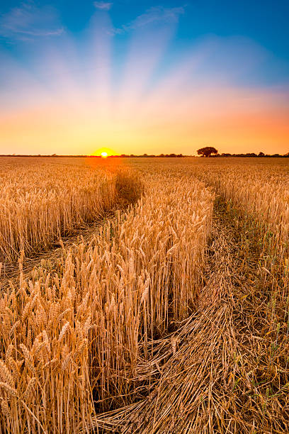 istock Ripening wheat or barley field farm sunset 518354988