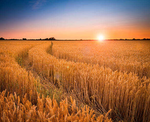 Ripening wheat or barley field farm sunset stock photo