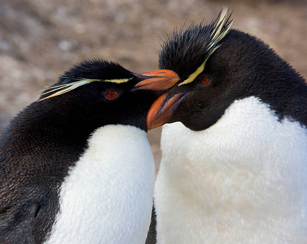 istock Rockhopper Penguins - Falkland Islands 518355106