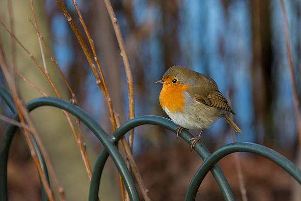 istock Birds - European Robin 518355450