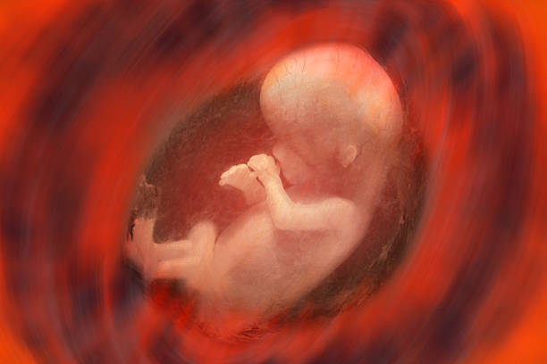 feto humano - fetus fotografías e imágenes de stock