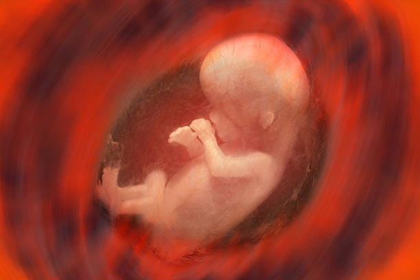 Human Fetus Internal view of a human fetus - approx. 10 weeks uterus photos stock pictures, royalty-free photos & images