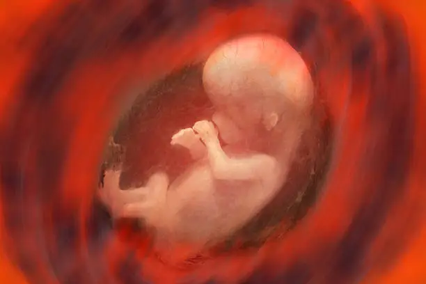 Photo of Human Fetus