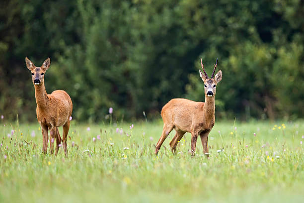 istock Buck deer with roe-deer in a clearing 518355723