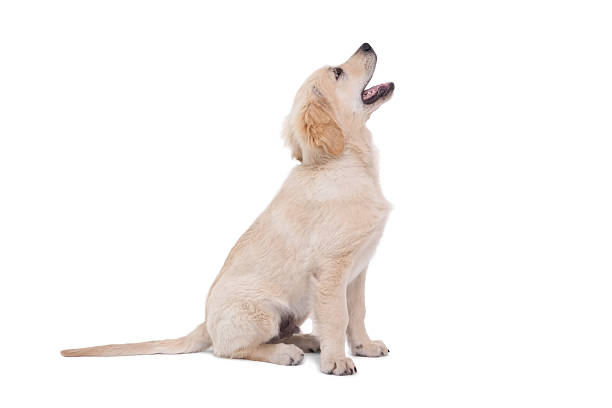istock Cute puppy looking upwards 518355731