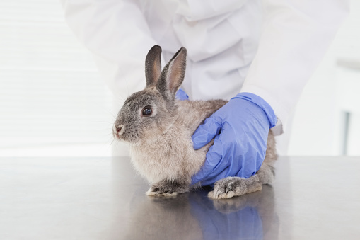 Vet examining a bunny rabbit in the office