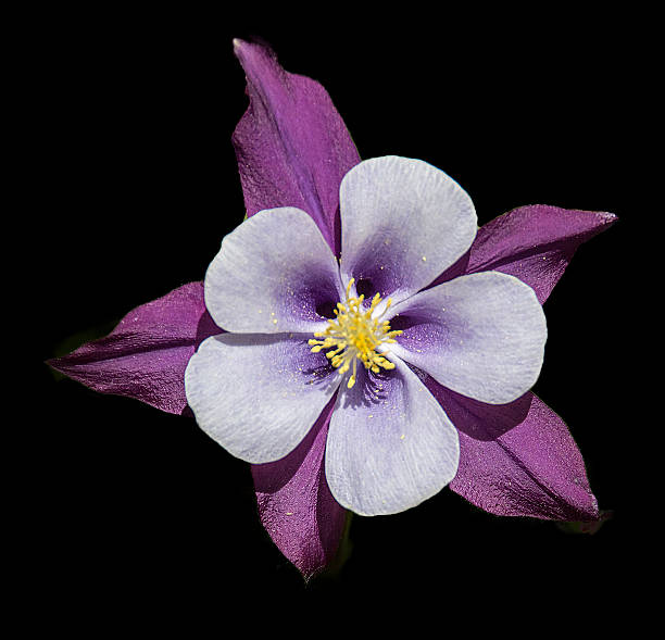 istock purple columbine 518356342