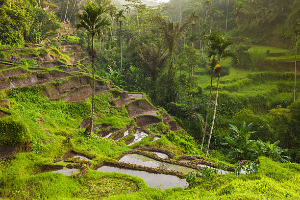 istock Beautiful rice terraces, Ubud, Bali, Indonesia 518356576