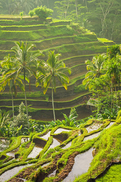 Beautiful rice terraces, Ubud, Bali, Indonesia Beautiful rice terraces in the moring light near Tegallalang village, Ubud, Bali, Indonesia. ubud photos stock pictures, royalty-free photos & images