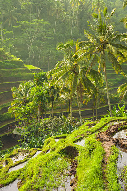 istock Beautiful rice terraces, Ubud, Bali, Indonesia 518357208