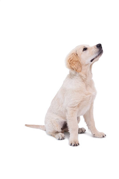 istock Cute puppy looking upwards 518357225