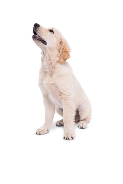 istock Cute puppy looking upwards 518357227
