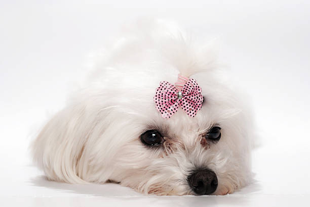 istock Maltese dog with 518357317