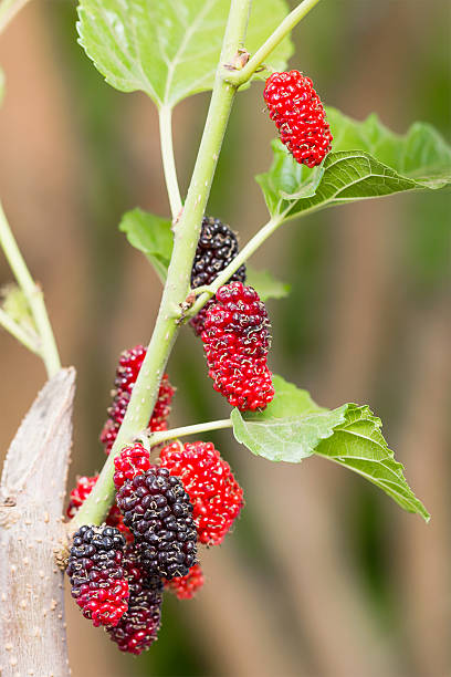 istock Mulberry on tree is Berry fruit in nature 518357373