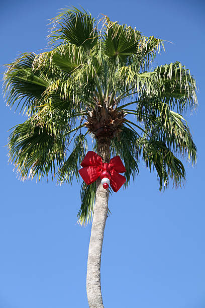 Christmas Palm Tree Decorated palm tree with red Christmas bow. florida christmas stock pictures, royalty-free photos & images