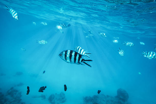 istock Diving With Tropical Fishes 518357670